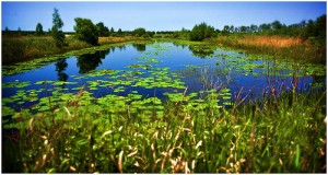 wetlands2