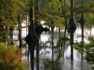wetlands3